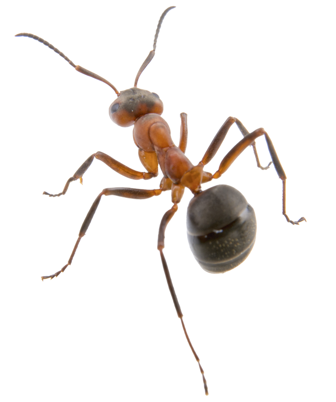 Pest Control McMahon Exterminating Home